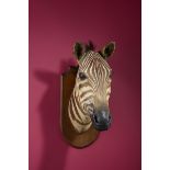 Taxidermy: A Zebra head by Gerrard & Sons circa 1900 56cm.; 22ins high