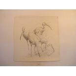 A pencil drawing of Scarlet Ibis 38cm.; 15ins by 38cm.; 15ins