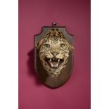 Taxidermy: A Leopard head by Gerrard & Sons late 19th/early 20th century 37cm.; 14½ins high