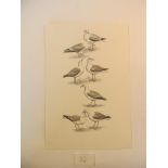Three watercolours; Tern; Trumpeter; Road Runner Three pen and ink drawings; Seagulls; Darter;