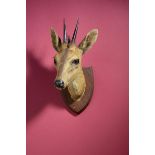 Taxidermy: A head of a Duiker stuffed by R. Raine of Carlisle circa 1910 and bearing his label on
