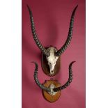 Natural History: An Impala dated 1909 on Edward Gerrard Shield together with a Lechwe on Edward