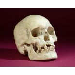 Natural History: A Human skull hinged as a medical model 19cm.; 7½ins