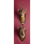 Taxidermy: A pair of Six Point Roebuck on shields by Peter Spicer one with ivorine 'Ian Fleming