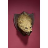 Taxidermy: An Indian Jackal head by Van Ingen of Mysore inscribed 'Lahore Hunt, 1930' 32cm.; 12½ins