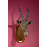 Taxidermy: The head of a Tiang inscribed 'Sudan 1903' on a shield by Edward Gerrard & Sons 78cm.;