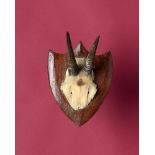 Natural History: A Red Duiker frontal part and horns on a shield circa 1910 20cm.; 8ins high