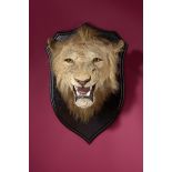 Taxidermy: A Maned Lion head by Rowland Ward circa 1900 73cm.; 29ins high Rowland Ward (1848-1912)