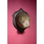 Taxidermy: A Monk seal head on a Rowland Ward shield circa 1900 36cm.; 14ins high