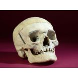 Natural History: A Human skull hinged as a medical model 19cm.; 7½ins