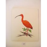 Two watercolours; Scarlet Ibis; Puna Ibis Four pen and ink drawings; Scarlet Ibis; Colobus Monkey;