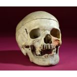 Natural History: A Human skull hinged as a medical model 19cm.; 7½ins