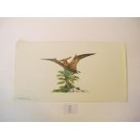 One watercolour; Pteranodon Three pen and ink drawings of flying reptiles average size 25cm.; 9¾