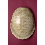 Natural History: A Blonde Amazonian River Turtle shell circa 1900 87cm.; 34ins