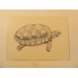 A watercolour of a Podocnemis unifilis and Rhrynops nasuta; Four pen and ink drawings of tortoises