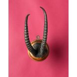 Natural History: The horns of an Edmi Gazelle on a circular shield circa 1900 slightly loose