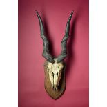 Natural History: Eland skull and horns mounted on a shield circa 1900 120cm.; 47ins high