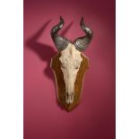 Natural History: A Hartebeest skull and horns on shield labelled 'East Africa, 1885' 78cm.; 30¾ins