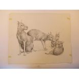 A pencil drawing of capybara 40cm.; 16ins by 49cm.; 19¼ins, together with a pencil drawing of