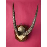 Natural History: A Roan antelope frontal part and horns on a shield circa 1900 58cm.; 23ins high