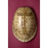 Natural History: A Blonde Amazonian River Turtle shell circa 1900 78cm.; 30¾ins high