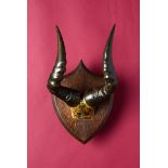 Natural History: A female Cape Hartebeest frontal part and horns on a shield circa 1910 42cm.; 16½