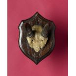 Natural History: A Bohor Reedbuck frontal part and horns on a Rowland Ward shield circa 1900