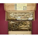 Natural History: Two boxes of human bones the largest box 61cm.; 24ins by 23cm.; 9ins