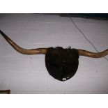 A pair of large Bull horns