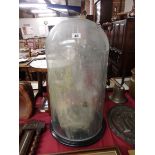 Glass Dome approx 75cm height ( perfect )