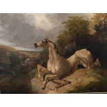 JOHN FREDERICK HERRING JNR, 1815 - 1907, OIL ON CANVAS Loose grey horse, unframed. (51cm x 38cm)