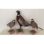 TAXIDERMY, A PAIR OF STUFFED AND MOUNTED EXOTIC BIRDS Mounted on a cork base, together with a