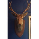 TAXIDERMY, A LARGE EARLY 20TH CENTURY ROYAL STAG'S HEAD Stuffed and trophy mounted. (approx 120cm