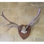 A TROPHY MOUNTED PAIR OF ANTLERS Loch Choire, 1960.