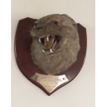 A TAXIDERMY TROPHY MOUNTED HEAD OF A DOG OTTER With silver plaque The Wharfdale Otter Hounds, 1904.