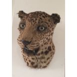 TAXIDERMY, A 19TH/20TH CENTURY HEAD OF A LEOPARD.