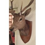 AN EARLY 20TH CENTURY STUFFED AND TROPHY MOUNTED STAGS HEAD Shot by John Preston and Glen Choillcan,