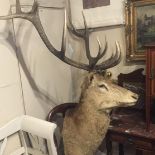 A LARGE TAXIDERMY STAGS HEAD.