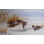 ARCHIBALD THORBURN - Limited Edition Print of Mallard and Teal (138/195) - 15.5" x 26" (with