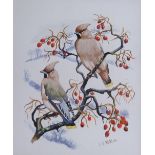 Frank S Begg - WAXWINGS. Watercolour. Signed. Dated ’69. 26½cm x 22½cm