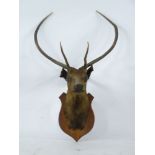 Taxidermy: a mounted stag's head, the antlers with six points