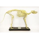 A composition model dog skeleton,on an ebonised base, labelled 'Canis Familiaris Labrador Retriever'