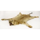 A lion skin with a full head mount, not backed,290cm long