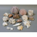 A small collection of seashells