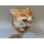 Fox head mount, dated 1979, together with a brush