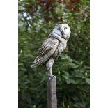 *David Cooke'BARN OWL'Stoneware on scorched and distressed oak post with stone base, signed167cm