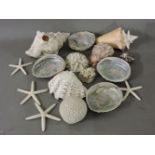 A collection of old sea shells, star fish, etc