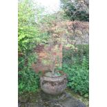 A terracotta urn after Jekyll, planted with an acer, the urn 50cm high, 62cm diameter