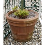 Three terracotta planters, of conical form, each containing a bay tree, the planters approximately