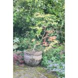 A terracotta garden planter after Jekyll, planted with a Japanese maple, 36cm high, 45cm diameter